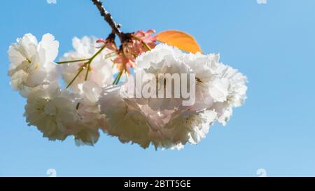Eine Makroaufnahme von cherry tree blossom. Stockfoto