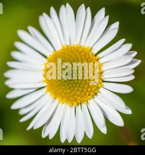 Eine Makroaufnahme eines erigeron Stallone blühen. Stockfoto