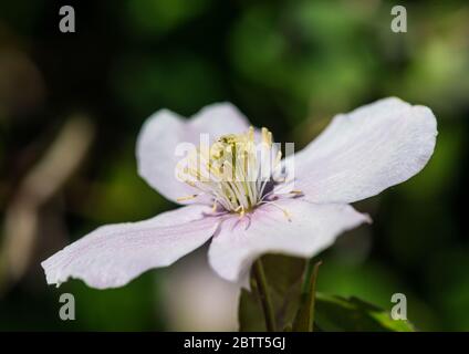 Eine Makroaufnahme einer Clematis montana blühen. Stockfoto