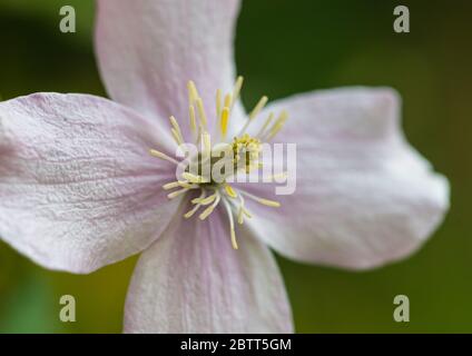 Eine Makroaufnahme einer Clematis montana blühen. Stockfoto