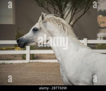 Weißes arabisches Pferd Seitenansicht Porträt beim Laufen im Fahrerlager von Bait Al Arab, Kuwait. Stockfoto