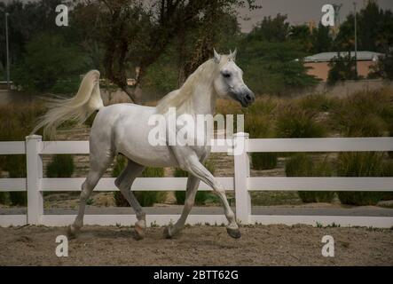 Weißer arabischer Hengst, der im Reitplatz in Bait Arab, Kuwait, trainiert und den Lauf genießt Stockfoto