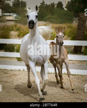 Arabian Stute mit Fohlen, die auf der Sandfläche des Paddocks zusammenlaufen. Baby Pferd genießt den Lauf seiner Mutter. Stockfoto