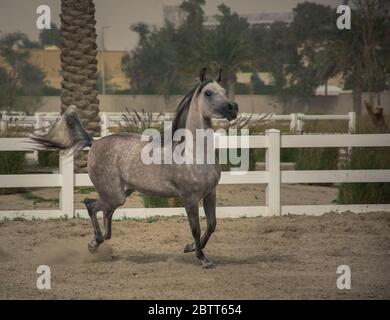 Graues arabisches Pferd beim Galoppieren und Laufen auf dem Trainingsgelände von Bait Al Arab, Kuwait. Stockfoto