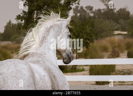 Ein Blick auf das arabische weiße Pferd von der Seite und nach hinten gerichtet im Paddock Trainingsgebiet von Bait Al Arab, Kuwait Stockfoto