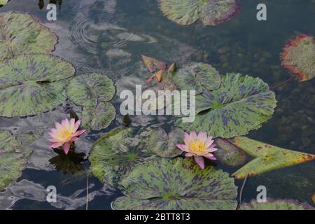 Zwei rosa Seerosenblumen blühen im Sommer in einem Teich, der mit Seerosenmatten gefüllt ist Stockfoto
