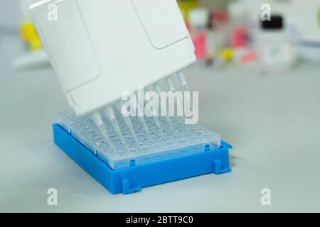 Forscher oder Wissenschaftler, die eine Mehrkanal-Mikropipette verwenden, um die DNA- oder RNA-Proben in eine 96-Well-Platte für ein Experiment in einem Biotechnologie-Labor zu geben Stockfoto