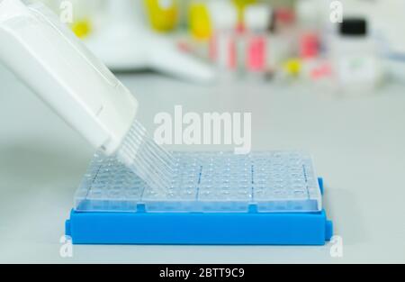 Forscher oder Wissenschaftler, die eine Mehrkanal-Mikropipette verwenden, um die DNA- oder RNA-Proben in eine 96-Well-Platte für ein Experiment in einem Biotechnologie-Labor zu geben Stockfoto