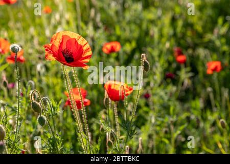 Rote Mohnblumen in der Nähe von Luxemburg Garten in Paris Stockfoto