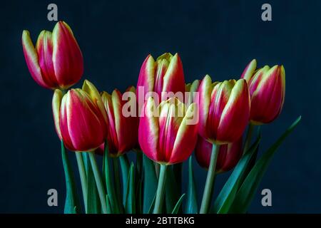 Bouquet von bunten Tulpen isoliert auf grauem Hintergrund Stockfoto