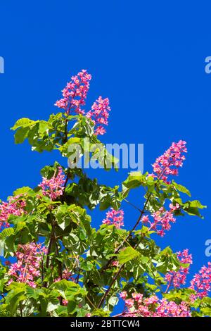 Rotblühende Kastanie, (Aesculus carnea Briotii), Kastanienbaum, Stockfoto