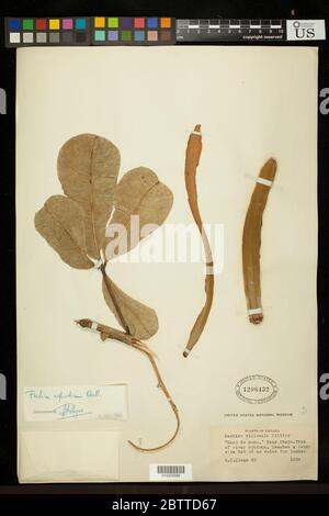 Pachira aquatica Aubl. Stockfoto