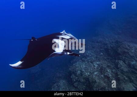 Riesenmantarenrochen (Mobula birostris) im offenen Pazifik, Farbe Stockfoto