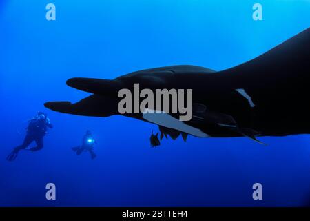 Riesenmantarenrochen (Mobula birostris) im offenen Pazifik, Farbe Stockfoto