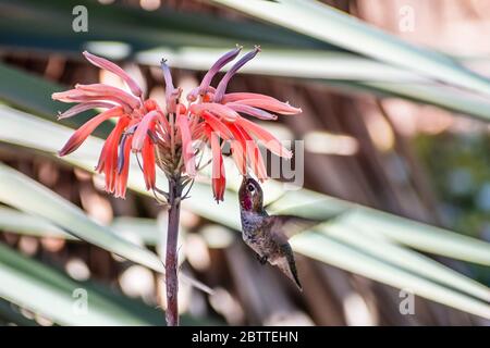 Kleine Anna's Kolibri Nektar trinken aus einem Aloe Blume, San Francisco Bay Area, Kalifornien Stockfoto