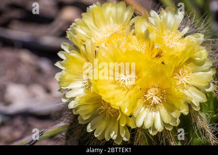 Nahaufnahme von gelben Igel Kaktus (Echinocereus) Blüten, Kalifornien Stockfoto