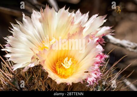 Nahaufnahme von gelben Igel Kaktus (Echinocereus) Blüten, Kalifornien Stockfoto