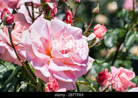 Nahaufnahme von blassrosa Rose blüht in einem Garten, an einem sonnigen Frühlingstag, Kalifornien Stockfoto