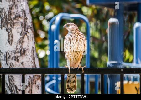 Nahaufnahme von Cooper's Hawk (Accipiter cooperii) auf einem Zaun; Spielgeräte im Hintergrund sichtbar; San Francisco Bay Area, Kalifornien; Stockfoto