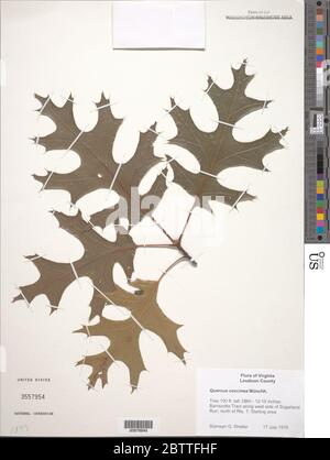 Quercus coccinea Mnchh. Stockfoto