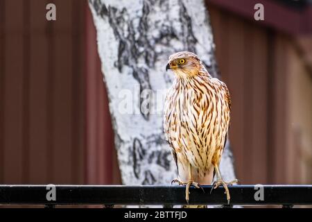 Nahaufnahme von Cooper's Hawk (Accipiter cooperii) auf einem Zaun, Birkenbaum und Gebäudewand im Hintergrund sichtbar; San Francisco Bay Area, Cal Stockfoto