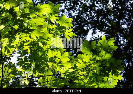 Hellgrünes Bigleaf Maple (Acer macrophyllum) Laub in den Wäldern der Santa Cruz Berge, Kalifornien Stockfoto