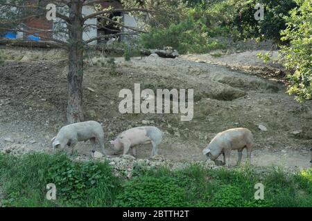 Drei Schweine suchen nach etwas unter einem Baum zu essen Stockfoto