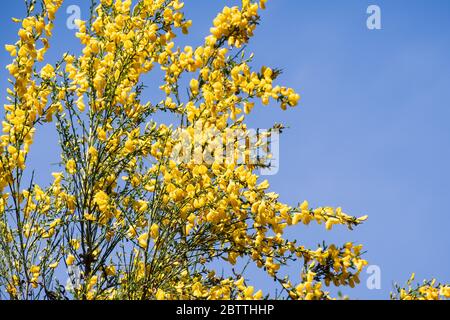 Scotch Broom; englischer Besen; gewöhnlicher Besen (Cytisus scoparius, Sarothamnus scoparius) in Blüte; Santa Cruz Mountains, Kalifornien Stockfoto