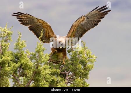 Swainson's Hawk (Buteo swainsoni), East Steens Tour Route, Burns District Bureau of Land Management, Oregon Stockfoto