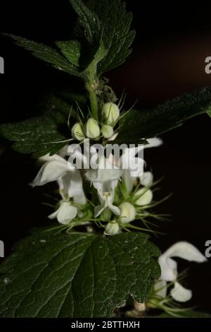 Weiße wilde Blume lamium Album Familie lamiaceae Moderne Makro Hintergrund hohe Qualität drucken Stockfoto