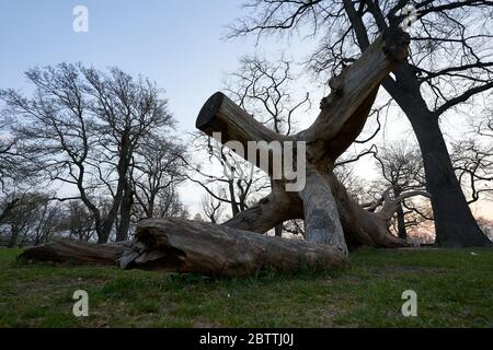 Der gefällte Baum sieht aus wie eine Person, die auf seinen Ellbogen liegt. Früh am Morgen im Stuttgarter Schlossgarten, tiefe Perspektive. Stockfoto