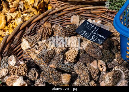 MOREL PILZE BOROUGH MARKT DISPLAY Luxus seltene teure frische Morel Pilze mit Preisschild £102.80 pro Kilo auf Borough Markt Bauernmarkt Southwark London UK Morchella, die wahren Morcheln, ist eine Gattung von essbaren Sackpilzen eng mit anatomisch einfacheren Cup Pilze in der Reihenfolge Pezizales (Division Ascomycota) verwandt. Diese markanten Pilze haben eine Wabenerscheinung aufgrund des Netzwerks von Graten mit Gruben, die ihre Kappen zusammensetzen. Morelle werden von Gourmet-Köchen besonders in der haut-Küche sehr geschätzt Stockfoto