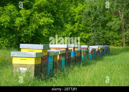 Ausschlag für die Bienenzucht Stockfoto