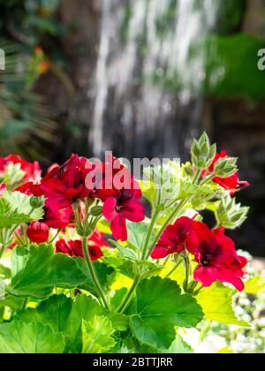 Pelargonien wachsen in einer attraktiven üppigen warmen sonnigen tropischen Lage mit Wasserfall Merkmal hinter Stockfoto