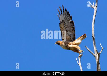 Rotschwanzfalke (Buteo jamaicensis), Malheur National Wildlife Refuge, Oregon Stockfoto