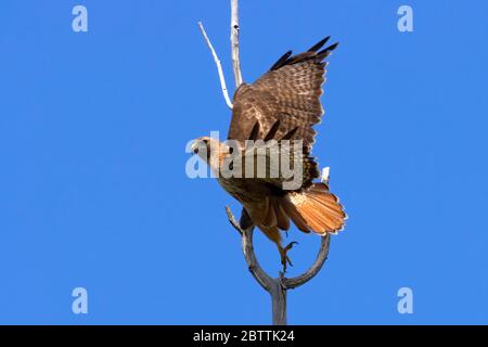 Rotschwanzfalke (Buteo jamaicensis), Malheur National Wildlife Refuge, Oregon Stockfoto