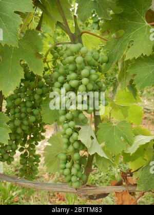 Trauben noch unreif in einem Weinberg in der Langhe, Piemont - Italien Stockfoto