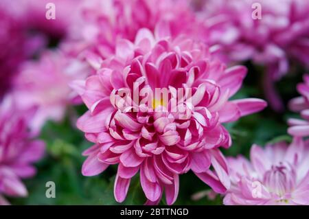 Rosa Chrysanthemen Stockfoto