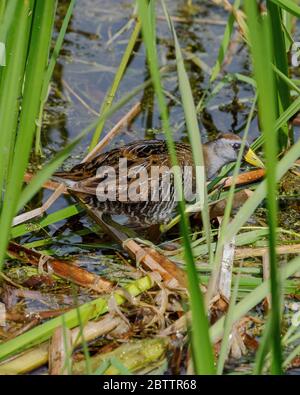 Eine Sora-Schiene späht durch das Schilf, während sie durch ein Sumpf watete. Stockfoto