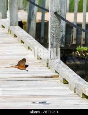 Eine Erwachsene amerikanische Barn Schwalbe fliegt auf einem Sumpf um einen Holzsteg. Sein Schatten wird auf die Holzplanken geworfen. Stockfoto