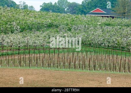 Apfelbäume in Blüte, Apfelgarten, Frühling, SW Michigan, USA, von James D Coppinger/Dembinsky Photo Assoc Stockfoto