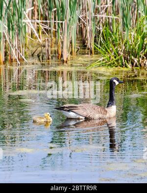 Eine Erwachsene Canada Goose schwimmt mit ihrem Schwing nahe einem Schilfrand. Stockfoto