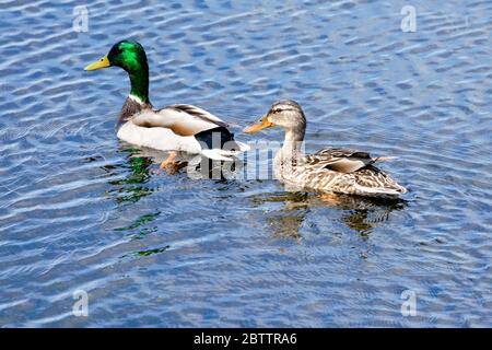 Ein Paar Mallard-Enten schwimmen auf dem blauen Wasser. Stockfoto