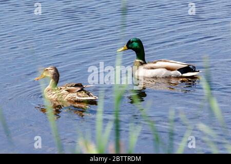 Ein Paar Mallard Ente schwimmen am Wasser entlang. Stockfoto