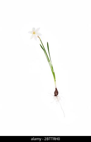 Narcissus triandrus 'Thalia' - ganze Pflanze einschließlich Zwiebel, Blätter und Blume Stockfoto