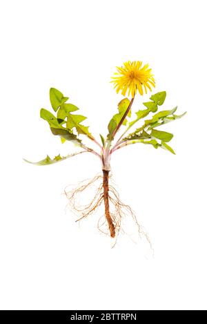 Löwenzahn (Taraxacum officinale) zeigt die ganze Pflanze - Wurzeln, Blätter und Blüte Stockfoto