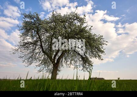 Apfelbaum (pomum ligni) blüht wunderschön in weißen, grauen Wolken am blauen Himmel, grünes Gras.Baden Württemberg, Deutschland Stockfoto