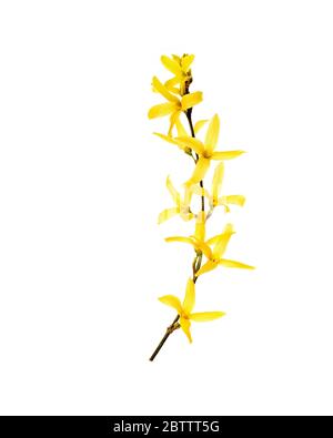 Forsythia Zweig im Flotom Stockfoto