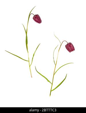 Schlangenkopf oder karierte Lilie (Fritillaria meleagris) auf weißem Hintergrund Stockfoto