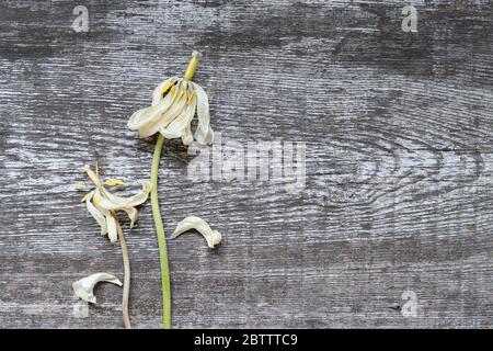 Zwei schöne trockene, verdorrte Blüten aus weißen Tulpen auf dem Hintergrund eines alten bemalten Holzbretts mit Rissen. Liebe im Alter Konzept. Draufsicht, schließen Stockfoto